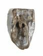 Triceratops Shed Tooth - Montana #50929-1